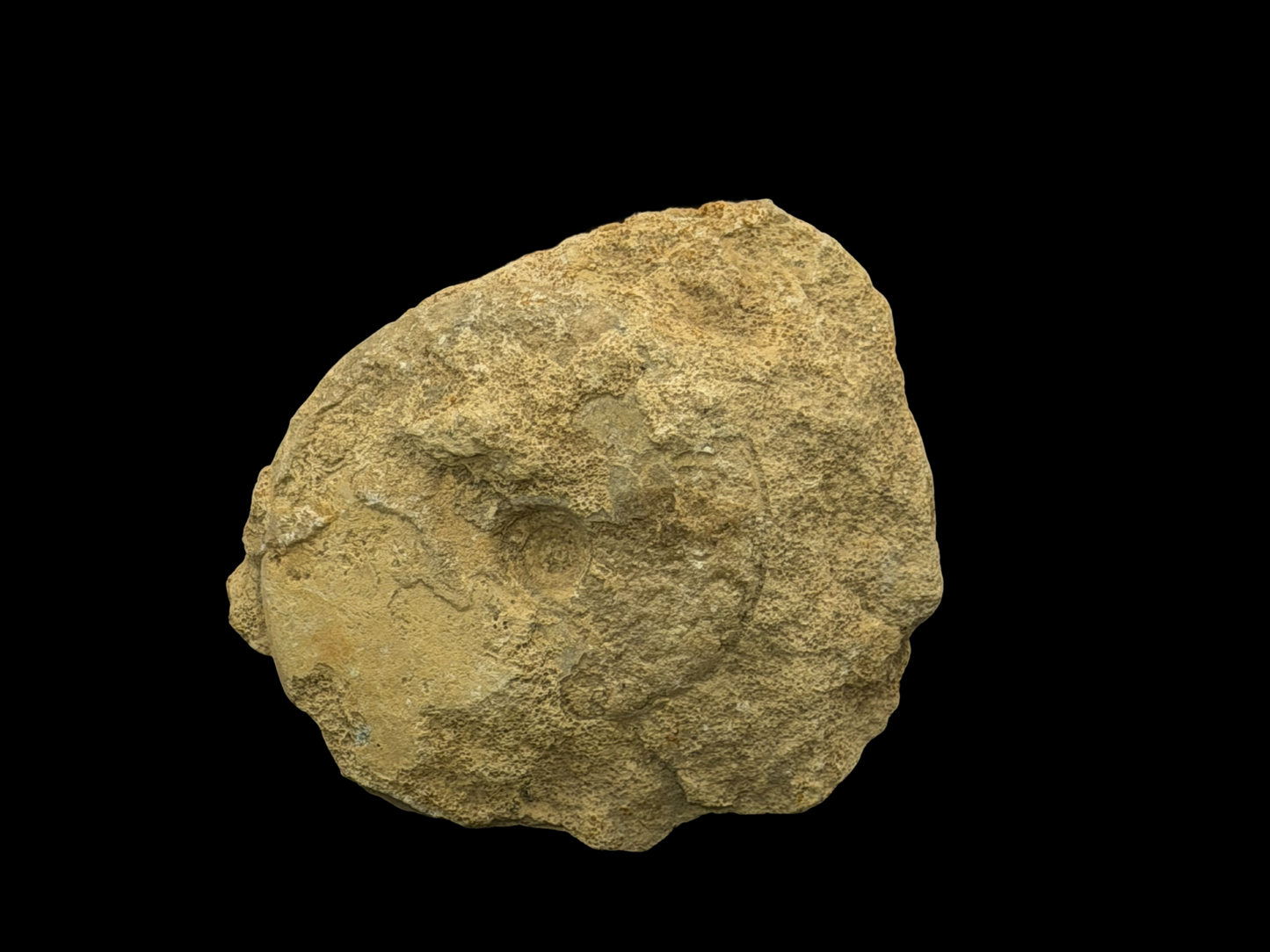 Versteinerter Ammonit