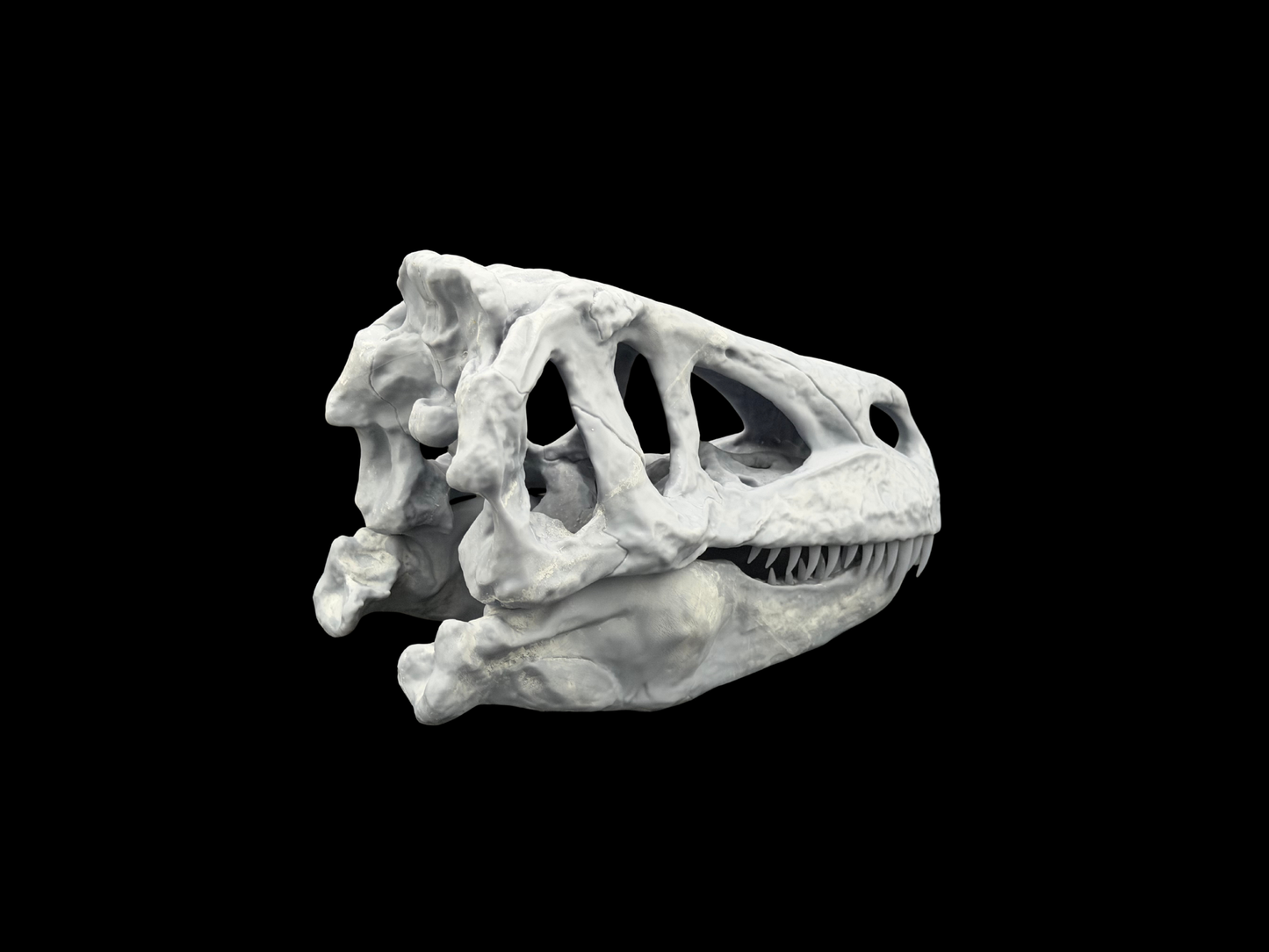 Torvosaurus Schädel – Ancient Giants Serie