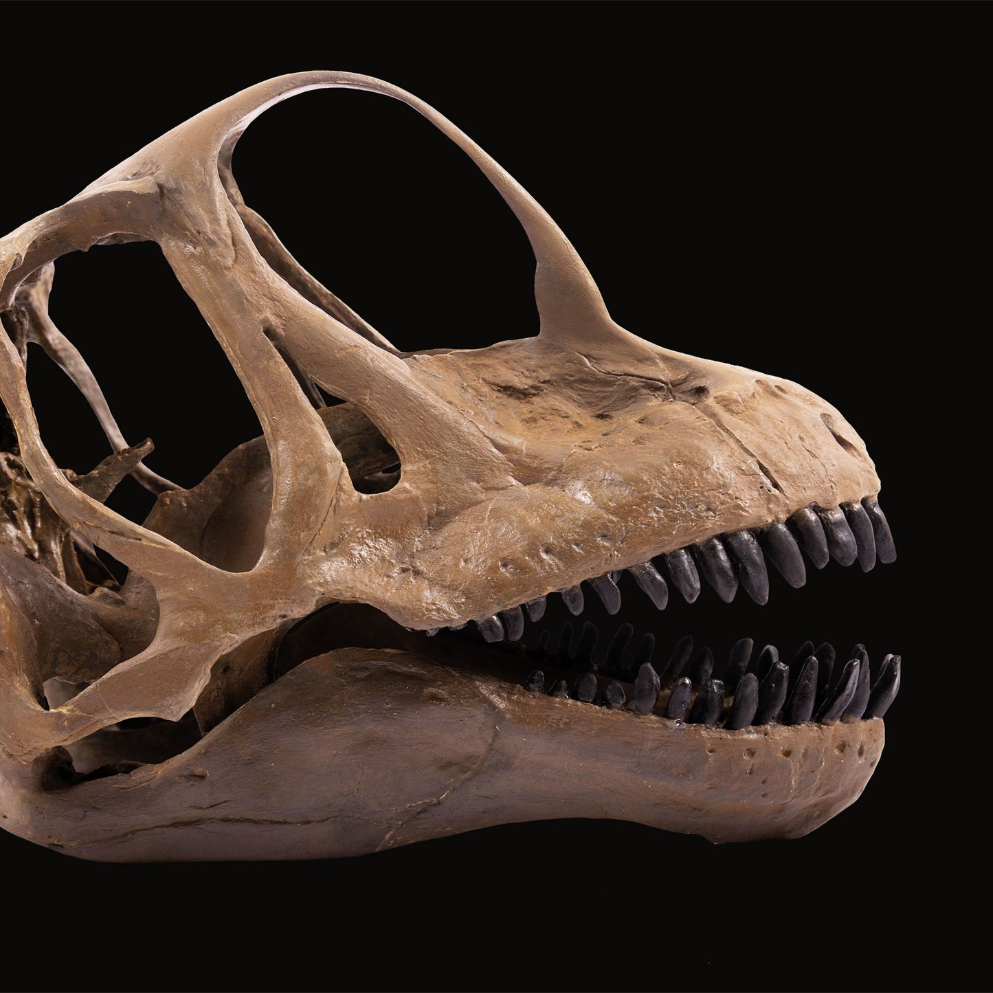 Europasaurus Skelett