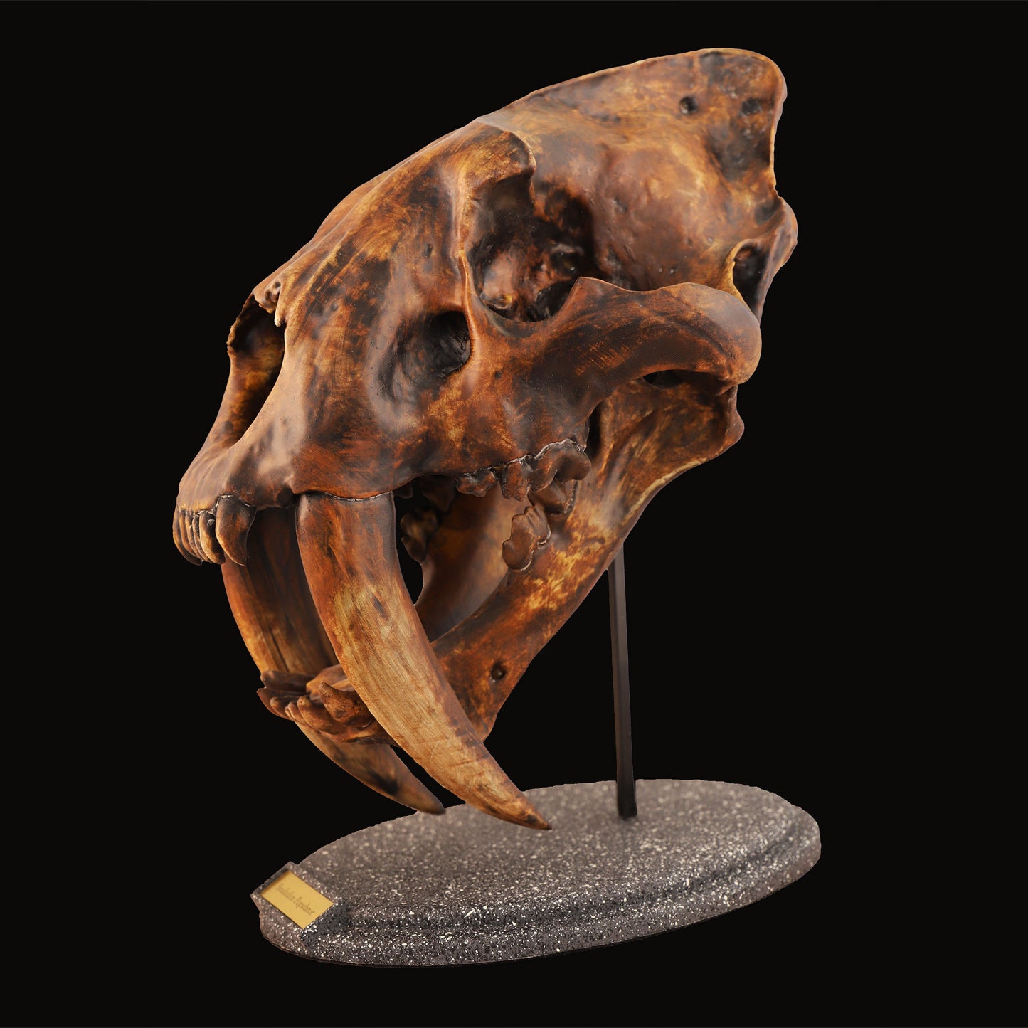 Smilodon populator Schädel