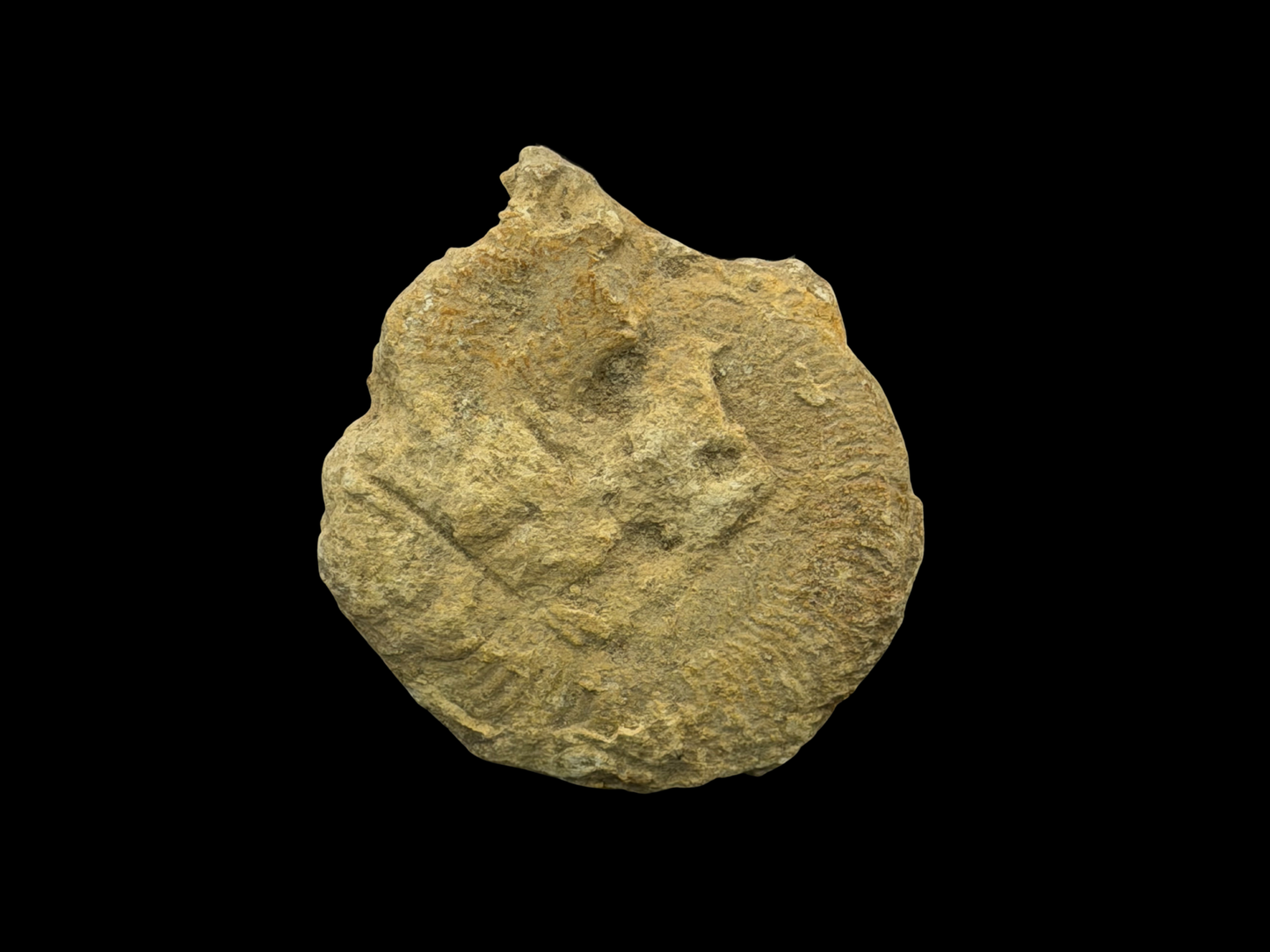 Versteinerter Ammonit