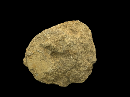 Versteinerter Ammonit