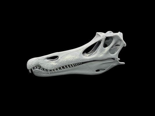 Baryonyx Schädel-Replik im Maßstab 1:3 aus der Ancient Giants Collection