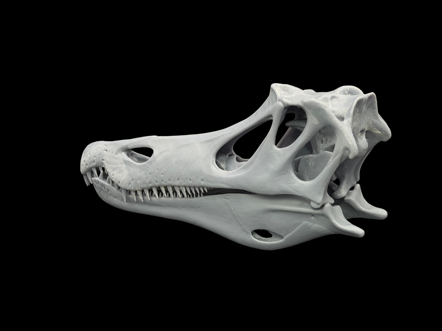 Baryonyx Schädel – Ancient Giants Collection