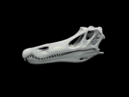 Baryonyx Schädel – Ancient Giants Collection