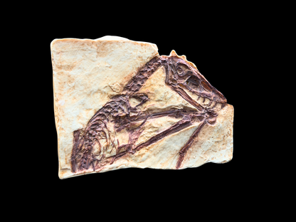 Abgussplatte Scaphognathus