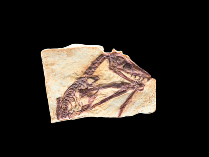 Abgussplatte Scaphognathus