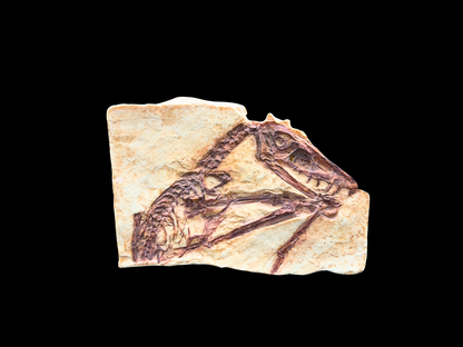 Abgussplatte Scaphognathus