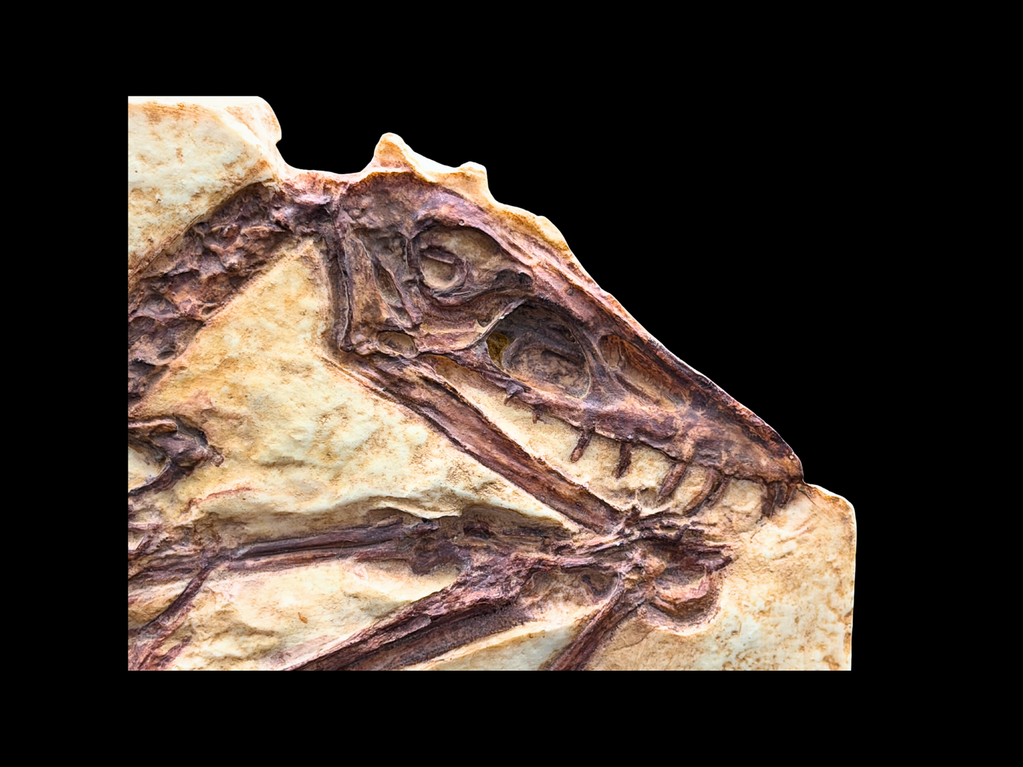 Abgussplatte Scaphognathus