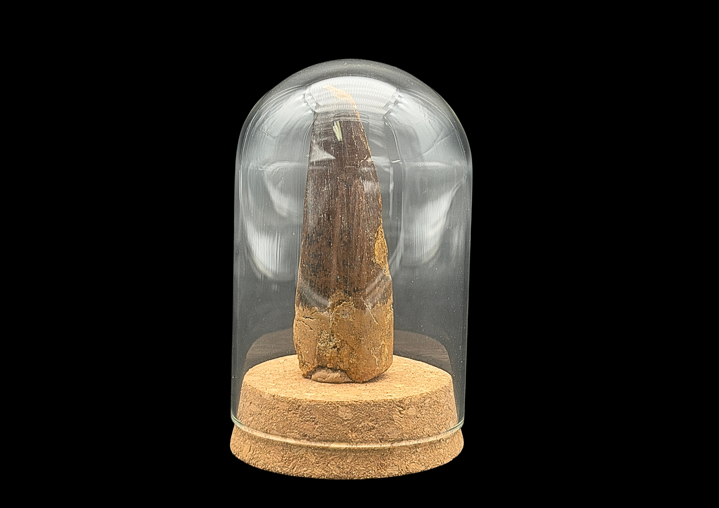 Spinosauruszahn in der Glaskuppel