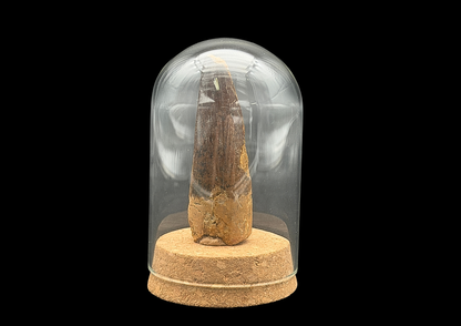 Spinosauruszahn in der Glaskuppel