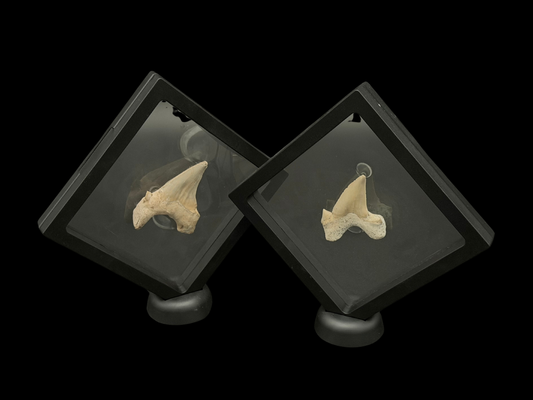 Echter halbfossiler Haifischzahn im Schweberahmen