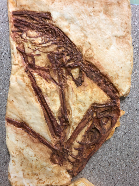 Abgussplatte Scaphognathus