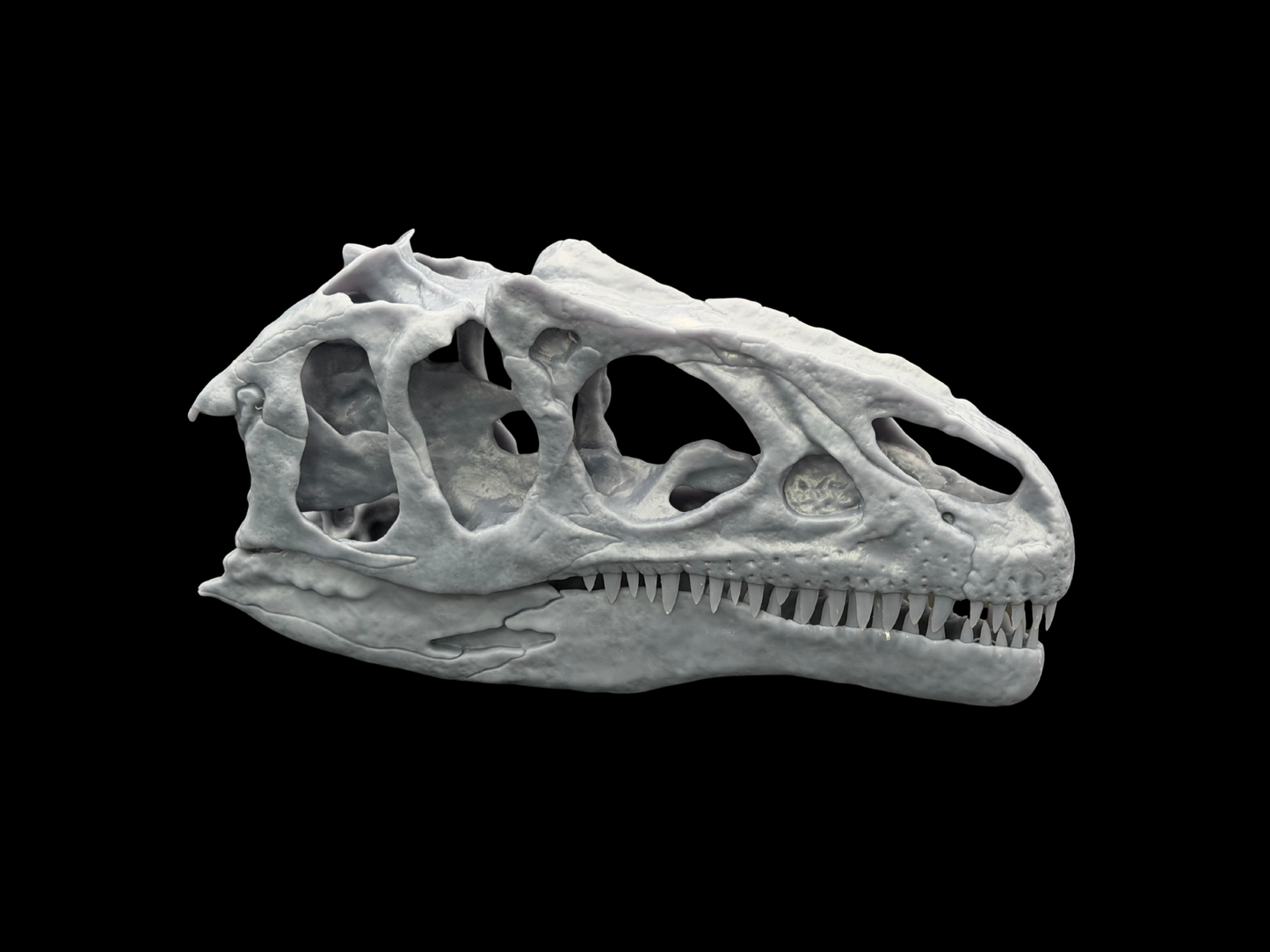 Allosaurus Schädel – Ancient Giants Collection