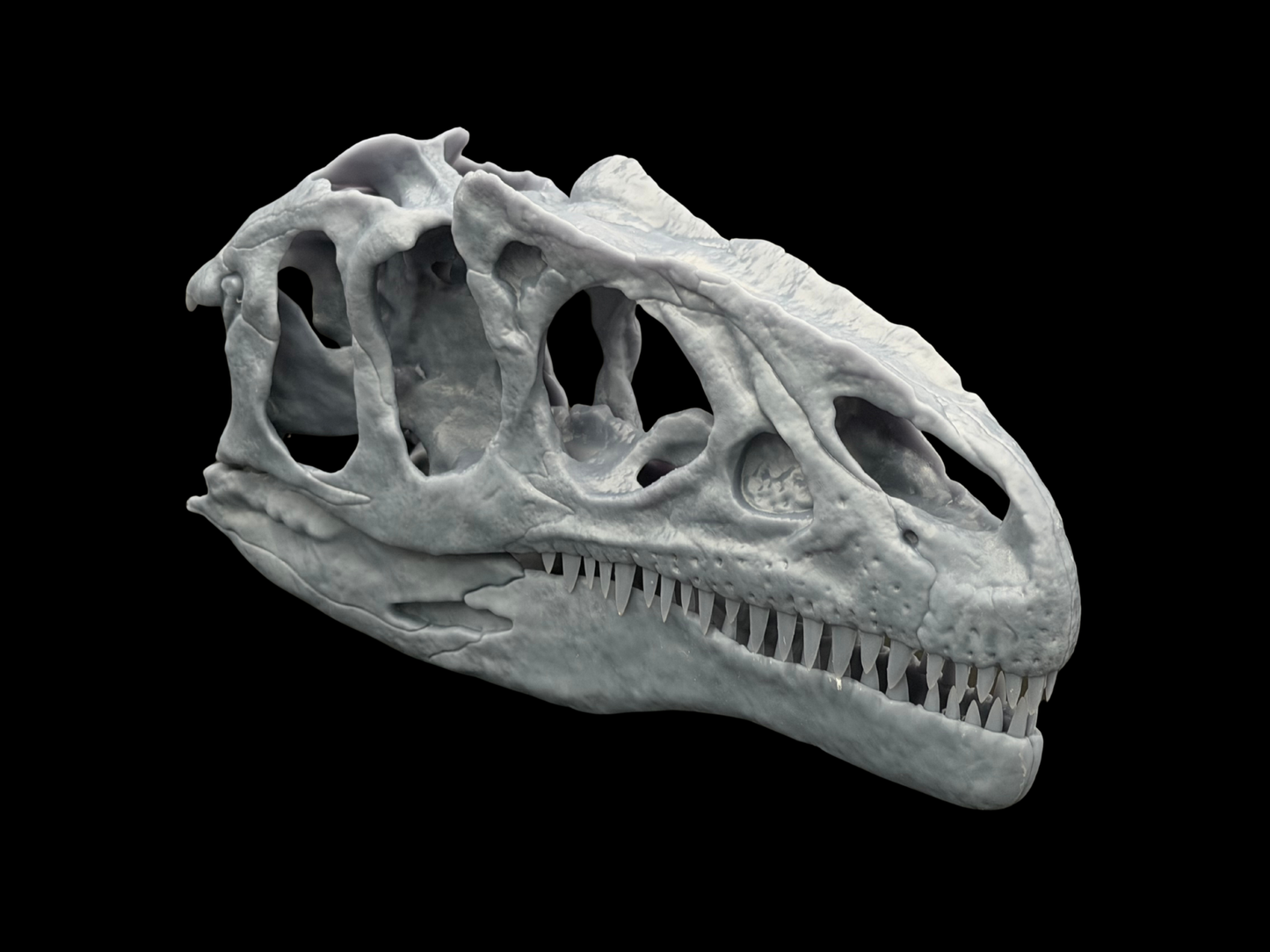 Allosaurus Schädel – Ancient Giants Collection
