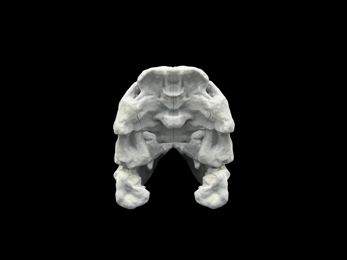 Torvosaurus Schädel – Ancient Giants Serie