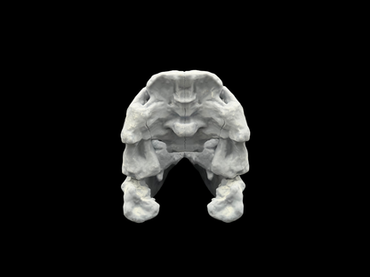 Torvosaurus Schädel – Ancient Giants Serie