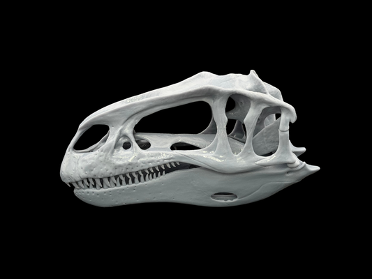 Neovenator Schädel-Replik im Maßstab 1:3 aus der Ancient Giants Collection