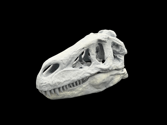 Torvosaurus Schädel-Replik im Maßstab 1:3 aus der Ancient Giants Collection