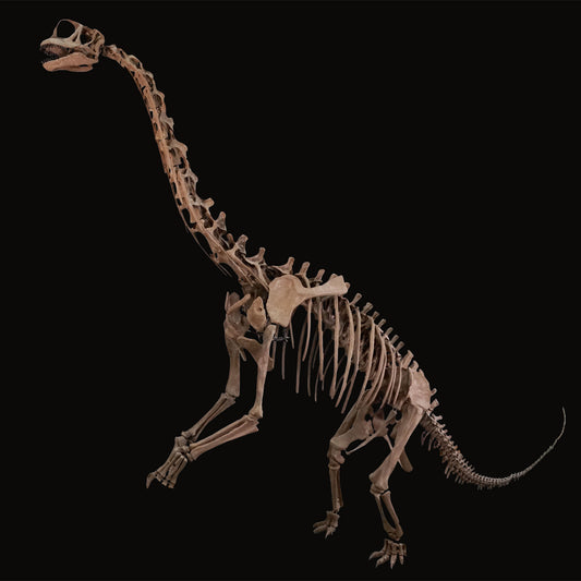 Europasaurus Skelett